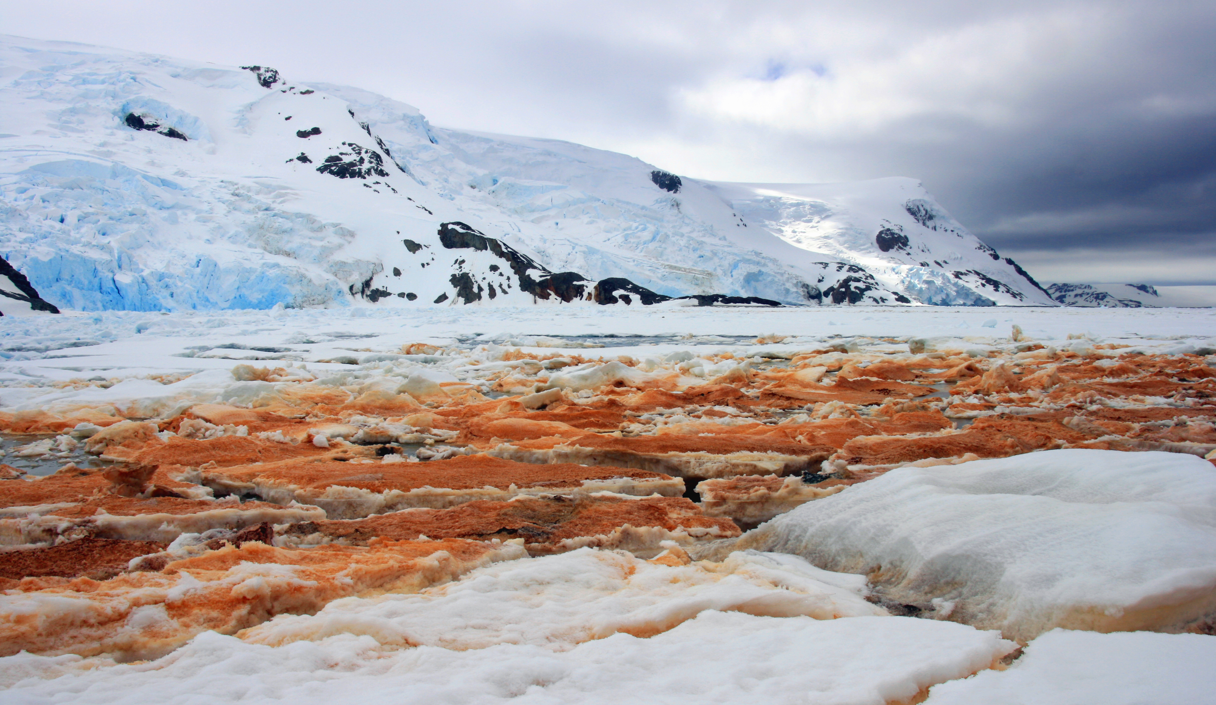 Mons de gel: l’Antàrtida. Així és la platja de la badia Almirallat a l’illa del Rei Jordi (illes Shetland del sud, Antàrtida). El color vermellós és degut a la presència d’hidròxids de ferro que provenen del continent. L’aigua és àcida i el fred intens, però aquí hi viu una notable diversitat d’organismes extremòfils que utilitzen certes formes de ferro com a font d’energia.